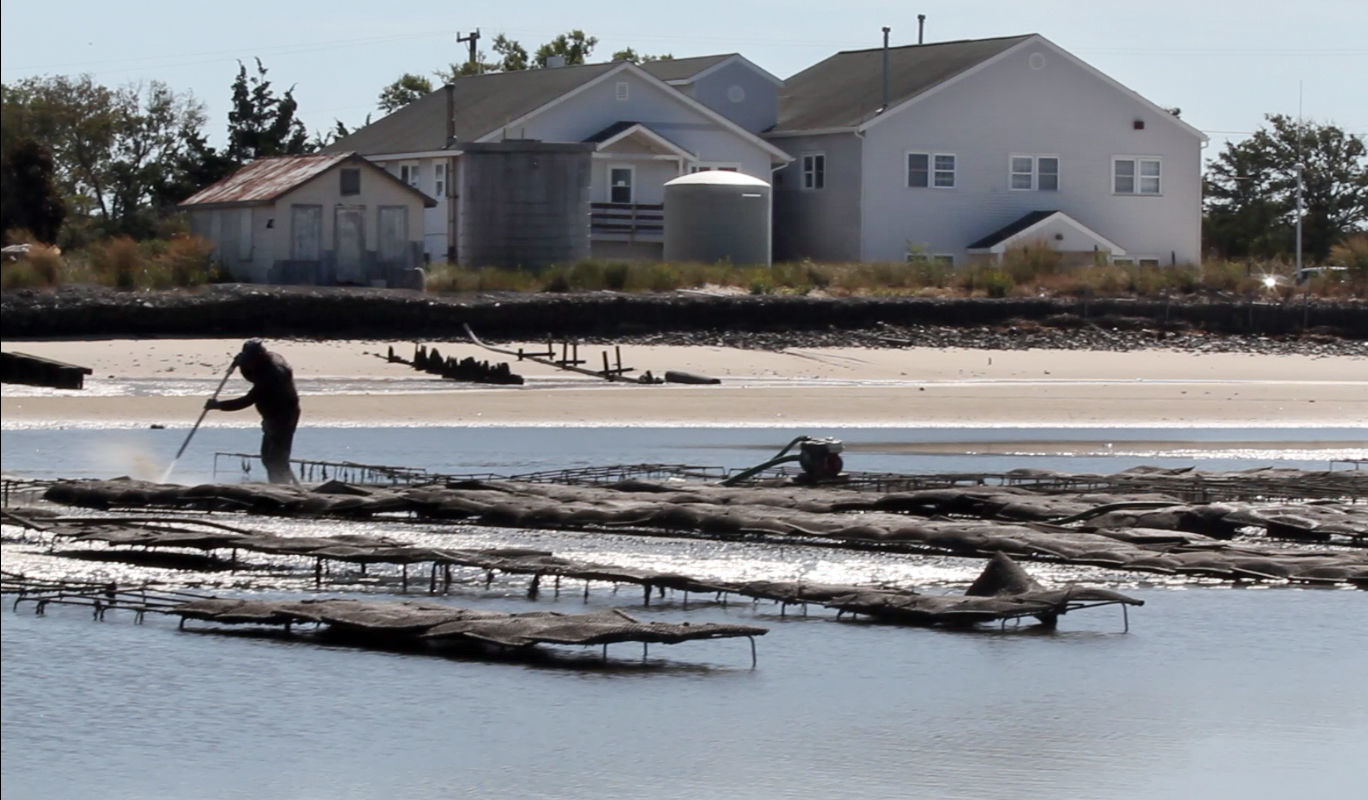 Delaware Bay Oyster Farming
